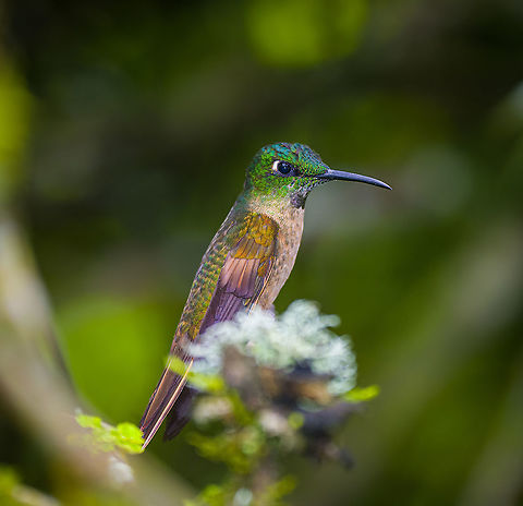 Fawn-breasted brilliant - juvenile, Alambi Reserve, Ecuador Juvenile, near a feeder. Alambi Reserve,Ecuador,Ecuador 2021,Fall,Fawn-breasted brilliant,Geotagged,Heliodoxa rubinoides,South America,World