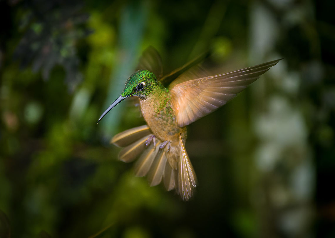 Fawn-breasted brilliant - in flight, Alambi Reserve, Ecuador Juvenile, in flight. Alambi Reserve,Ecuador,Ecuador 2021,Fall,Fawn-breasted brilliant,Geotagged,Heliodoxa rubinoides,South America,World