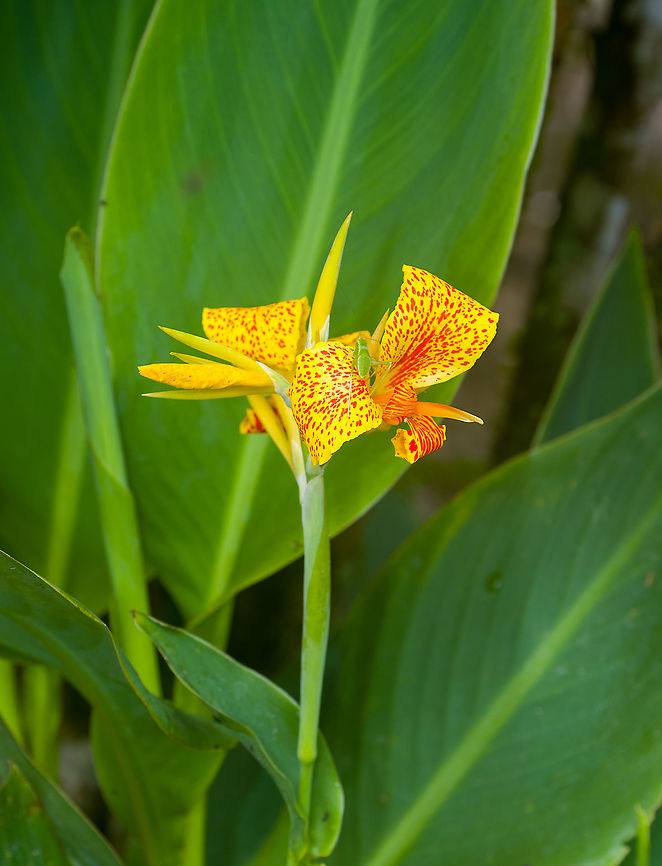 Indian-Shot, Alambi Reserve, Ecuador Not the wild species, more likely the cultivation Canna &times; generalis.<br />
<figure class="photo"><a href="https://www.jungledragon.com/image/126085/indian-shot_-_closeup_alambi_reserve_ecuador.html" title="Indian-Shot - closeup, Alambi Reserve, Ecuador"><img src="https://s3.amazonaws.com/media.jungledragon.com/images/2/126085_thumb.jpg?AWSAccessKeyId=05GMT0V3GWVNE7GGM1R2&Expires=1759968010&Signature=rwk4DS6%2BYeKpfO8qi25dewTQLa0%3D" width="200" height="194" alt="Indian-Shot - closeup, Alambi Reserve, Ecuador Not the wild species, more likely the cultivation Canna &times; generalis.<br />
https://www.jungledragon.com/image/126067/indian-shot_alambi_reserve_ecuador.html Alambi Reserve,Canna indica,Ecuador,Ecuador 2021,Fall,Geotagged,Indian-Shot,South America,World" /></a></figure> Alambi Reserve,Canna indica,Ecuador,Ecuador 2021,Fall,Geotagged,Indian-Shot,South America,World