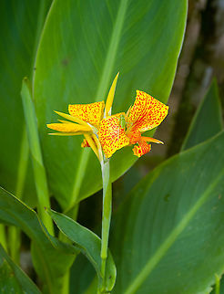 Indian-Shot, Alambi Reserve, Ecuador Not the wild species, more likely the cultivation Canna × generalis.
https://www.jungledragon.com/image/126085/indian-shot_-_closeup_alambi_reserve_ecuador.html Alambi Reserve,Canna indica,Ecuador,Ecuador 2021,Fall,Geotagged,Indian-Shot,South America,World