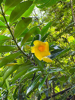 Golden Trumpet, Alambi Reserve, Ecuador Quick smartphone snap. Alambi Reserve,Allamanda cathartica,Ecuador,Ecuador 2021,Fall,Geotagged,South America,World