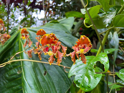 Cyrtochilum serratum, Alambi Reserve, Ecuador https://www.jungledragon.com/image/126070/cyrtochilum_serratum_-_closeup_alambi_reserve_ecuador.html
I'd like to use this post to elaborate on what has been a revelation to me during this trip: the iPhone 13 Pro.

During our travel, we capture as much wildlife as we can with the big gear. Still we sometimes find ourselves in a situation where we don't have time to properly capture a species. In those cases, I make a quick snap with the smartphone as a "better than nothing" approach.

What is new here is that the iPhone 13 Pro has a macro mode. And even cooler, it's wide angle macro. Wide angle macro lenses on normal cameras do exist, but they are obscure and extremely hard to use. The subject is practically inside the lens barrel and it's very hard to light the subject. Further, focusing is hard and getting a large depth of field a challenge. 

In that sense, it kind of blows my mind that I now unexpectedly have a wide angle macro lens. It allows for perspectives I can't even do with my other macro gear. And it's stunningly easy to use, it will figure out the focusing all on its own. 

Of course, it's not without limitations. It's semi-macro in the sense that it only works well on subjects at least a few cm in size. Still, I'm impressed that "better than nothing" is improving. Alambi Reserve,Cyrtochilum serratum,Ecuador,Ecuador 2021,Fall,Geotagged,South America,World