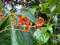 Cyrtochilum serratum, Alambi Reserve, Ecuador https://www.jungledragon.com/image/126070/cyrtochilum_serratum_-_closeup_alambi_reserve_ecuador.html<br />
I'd like to use this post to elaborate on what has been a revelation to me during this trip: the iPhone 13 Pro.<br />
<br />
During our travel, we capture as much wildlife as we can with the big gear. Still we sometimes find ourselves in a situation where we don't have time to properly capture a species. In those cases, I make a quick snap with the smartphone as a "better than nothing" approach.<br />
<br />
What is new here is that the iPhone 13 Pro has a macro mode. And even cooler, it's wide angle macro. Wide angle macro lenses on normal cameras do exist, but they are obscure and extremely hard to use. The subject is practically inside the lens barrel and it's very hard to light the subject. Further, focusing is hard and getting a large depth of field a challenge. <br />
<br />
In that sense, it kind of blows my mind that I now unexpectedly have a wide angle macro lens. It allows for perspectives I can't even do with my other macro gear. And it's stunningly easy to use, it will figure out the focusing all on its own. <br />
<br />
Of course, it's not without limitations. It's semi-macro in the sense that it only works well on subjects at least a few cm in size. Still, I'm impressed that "better than nothing" is improving. Alambi Reserve,Cyrtochilum serratum,Ecuador,Ecuador 2021,Fall,Geotagged,South America,World
