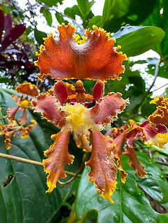 Cyrtochilum serratum - closeup, Alambi Reserve, Ecuador https://www.jungledragon.com/image/126069/cyrtochilum_serratum_alambi_reserve_ecuador.html
I'd like to use this post to elaborate on what has been a revelation to me during this trip: the iPhone 13 Pro.
During our travel, we capture as much wildlife as we can with the big gear. Still we sometimes find ourselves in a situation where we don't have time to properly capture a species. In those cases, I make a quick snap with the smartphone as a "better than nothing" approach.
What is new here is that the iPhone 13 Pro has a macro mode. And even cooler, it's wide angle macro. Wide angle macro lenses on normal cameras do exist, but they are obscure and extremely hard to use. The subject is practically inside the lens barrel and it's very hard to light the subject. Further, focusing is hard and getting a large depth of field a challenge.
In that sense, it kind of blows my mind that I now unexpectedly have a wide angle macro lens. It allows for perspectives I can't even do with my other macro gear. And it's stunningly easy to use, it will figure out the focusing all on its own.
Of course, it's not without limitations. It's semi-macro in the sense that it only works well on subjects at least a few cm in size. Still, I'm impressed that "better than nothing" is improving. Alambi Reserve,Cyrtochilum serratum,Ecuador,Ecuador 2021,Fall,Geotagged,South America,World
