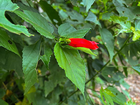 Turk's Cap, Alambi Reserve, Ecuador  Alambi Reserve,Ecuador,Ecuador 2021,Fall,Geotagged,Malvaviscus arboreus,South America,Turk's Cap,World