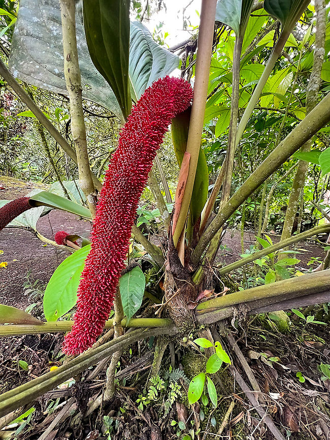 Anthurium sp, Alambi Reserve, Ecuador  Alambi Reserve,Ecuador,Ecuador 2021,Fall,Geotagged,South America,World