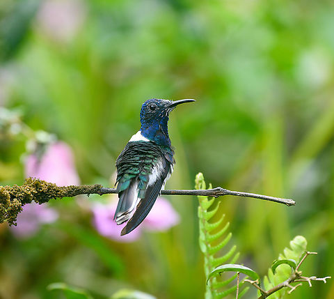 White-necked jacobin - perched, Alambi Reserve, Ecuador  Alambi Reserve,Ecuador,Ecuador 2021,Fall,Florisuga mellivora,Geotagged,South America,White-necked jacobin,World