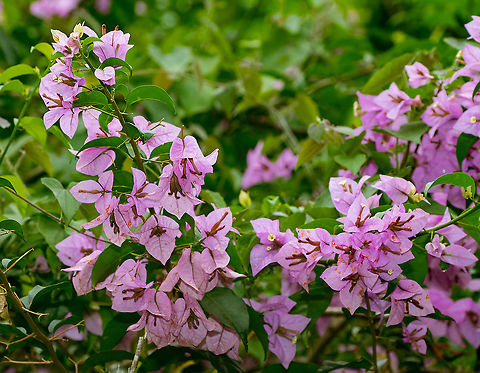 Lesser bougainvillea, Alambi Reserve, Ecuador Cultivated. Alambi Reserve,Bougainvillea glabra,Ecuador,Ecuador 2021,Fall,Geotagged,Lesser bougainvillea,South America,World