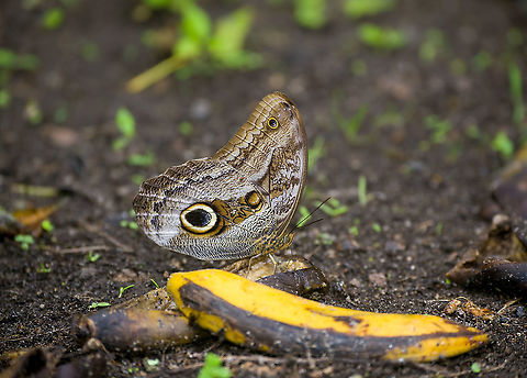 Illioneus Giant Owl, Alambi Reserve, Ecuador Feeding on banana. Sometimes called the Dusky Owl-Butterfly. Alambi Reserve,Caligo illioneus,Ecuador,Ecuador 2021,Fall,Geotagged,Illioneus Giant Owl,South America,World