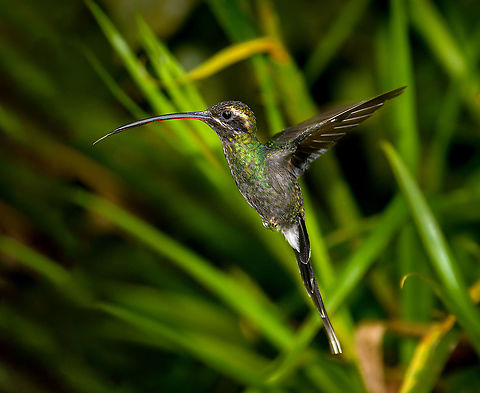 White-whiskered hermit - in flight, Alambi Reserve, Ecuador Similar to my other in-flight shot, but this one is less cropped. Alambi Reserve,Ecuador,Ecuador 2021,Fall,Geotagged,Phaethornis yaruqui,South America,White-whiskered hermit,World