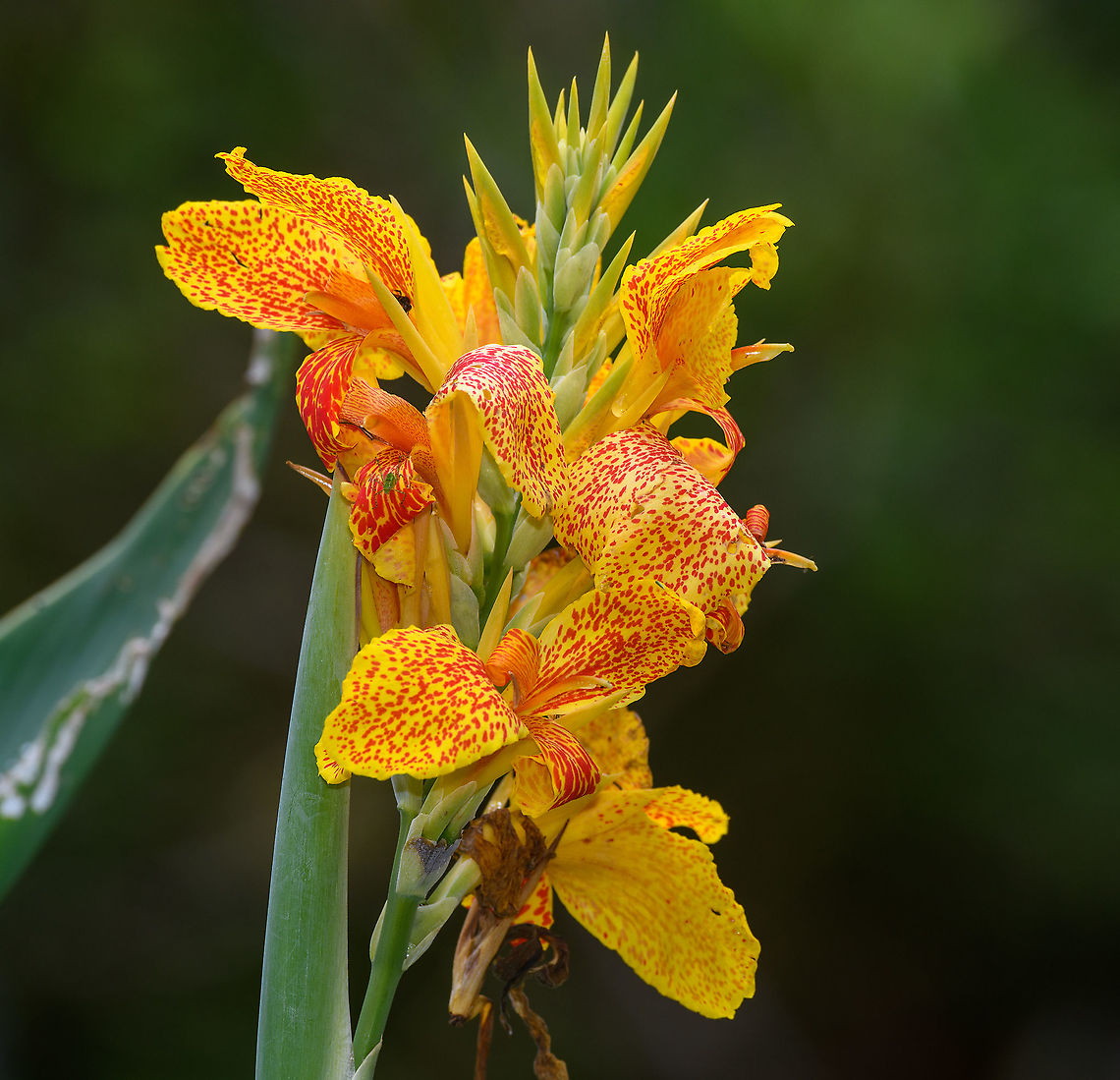 Indian-Shot - closeup, Alambi Reserve, Ecuador Not the wild species, more likely the cultivation Canna &times; generalis.<br />
<figure class="photo"><a href="https://www.jungledragon.com/image/126067/indian-shot_alambi_reserve_ecuador.html" title="Indian-Shot, Alambi Reserve, Ecuador"><img src="https://s3.amazonaws.com/media.jungledragon.com/images/2/126067_thumb.jpg?AWSAccessKeyId=05GMT0V3GWVNE7GGM1R2&Expires=1767225610&Signature=b8w0VvNWrqi9nbhFsQ00Eb2tL4w%3D" width="118" height="152" alt="Indian-Shot, Alambi Reserve, Ecuador Not the wild species, more likely the cultivation Canna &times; generalis.<br />
https://www.jungledragon.com/image/126085/indian-shot_-_closeup_alambi_reserve_ecuador.html Alambi Reserve,Canna indica,Ecuador,Ecuador 2021,Fall,Geotagged,Indian-Shot,South America,World" /></a></figure> Alambi Reserve,Canna indica,Ecuador,Ecuador 2021,Fall,Geotagged,Indian-Shot,South America,World
