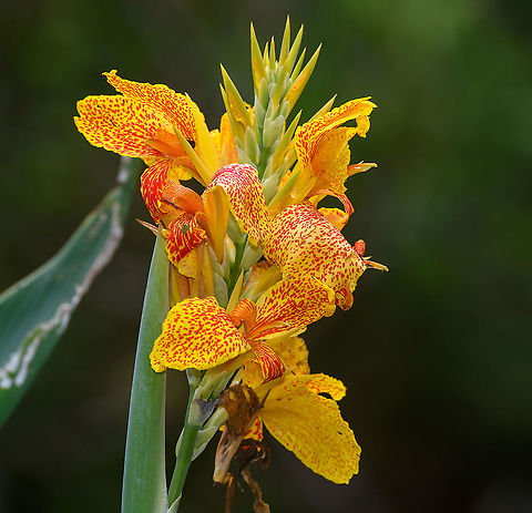 Indian-Shot - closeup, Alambi Reserve, Ecuador Not the wild species, more likely the cultivation Canna &times; generalis.
https://www.jungledragon.com/image/126067/indian-shot_alambi_reserve_ecuador.html Alambi Reserve,Canna indica,Ecuador,Ecuador 2021,Fall,Geotagged,Indian-Shot,South America,World