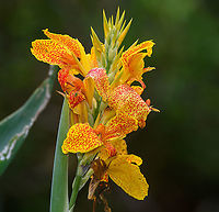 Indian-Shot - closeup, Alambi Reserve, Ecuador Not the wild species, more likely the cultivation Canna × generalis.<br />
https://www.jungledragon.com/image/126067/indian-shot_alambi_reserve_ecuador.html Alambi Reserve,Canna indica,Ecuador,Ecuador 2021,Fall,Geotagged,Indian-Shot,South America,World