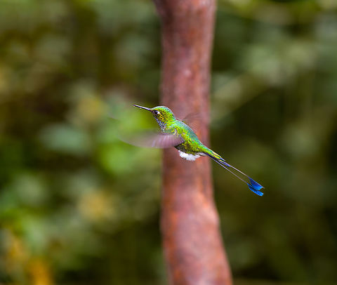 White-booted racket-tail, Alambi Reserve, Ecuador I'm not fully happy with the shot, but it's the only one I have of this species. Moreover, it does show the feature the species is named after: the racket-tail, found only in the male. Alambi Reserve,Ecuador,Ecuador 2021,Fall,Geotagged,Ocreatus underwoodii,South America,White-booted racket-tail,World