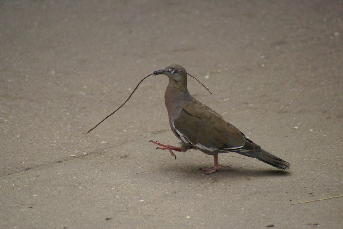 Pigeon building a nest This happy pigeon slaves away optimistically in building a family nest, one twig at a time. Arnhem Zoo,Aves,Birds,Pigeons