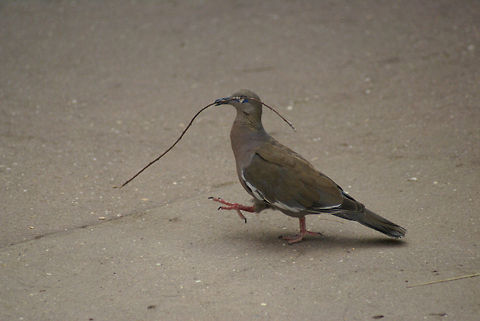 Pigeon building a nest This happy pigeon slaves away optimistically in building a family nest, one twig at a time. Arnhem Zoo,Aves,Birds,Pigeons