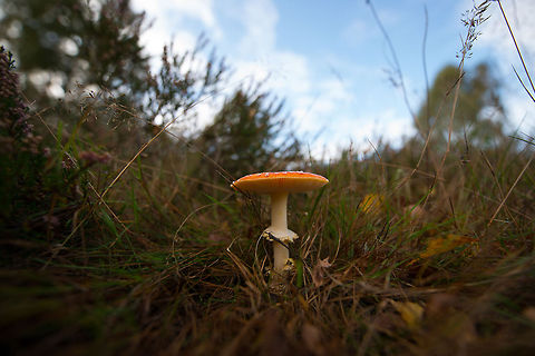 Fly Agric in Heesch, the Netherlands Such a classic fungus this is, used in so many children stories. Amanita muscaria,Fly agaric,Heesch,Netherlands,Wide angle