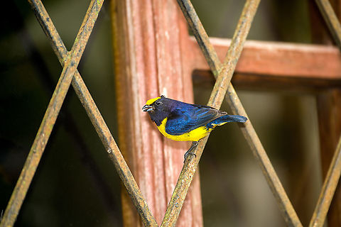 Orange-bellied euphonia, Alambi Reserve, Ecuador  Alambi Reserve,Ecuador,Ecuador 2021,Euphonia xanthogaster,Fall,Geotagged,Orange-bellied euphonia,South America,World