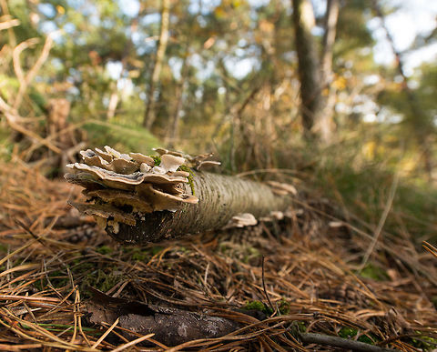 Turkey tail at end of trunk of dead tree Wide angle bottom view. Heesch,Netherlands,Trametes versicolor,Turkey tail,Wide angle