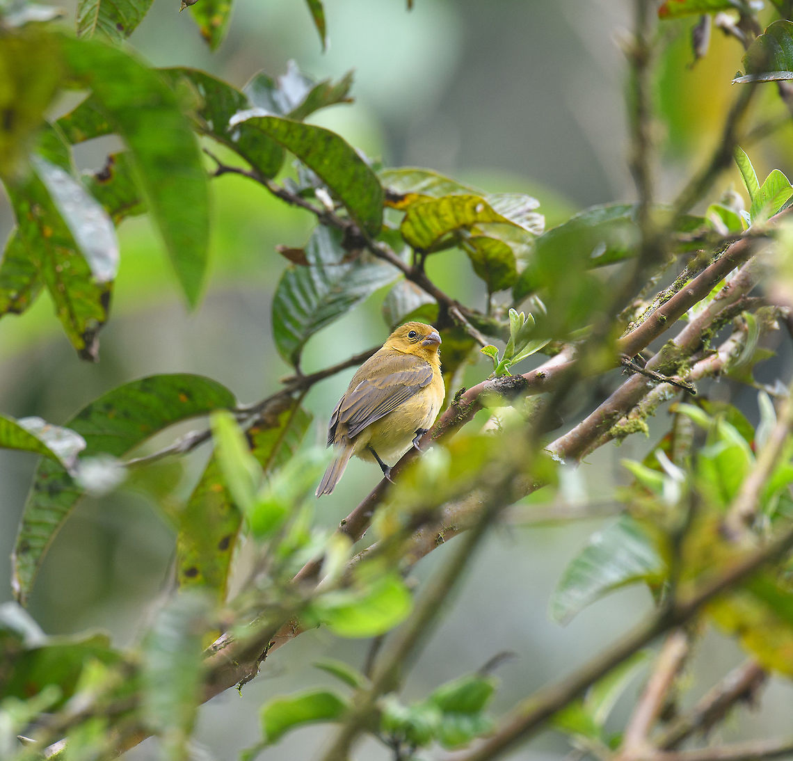 Variable seedeater - female, Alambi Reserve, Ecuador Female. Male nearby:<br />
<figure class="photo"><a href="https://www.jungledragon.com/image/126184/variable_seedeater_-_male_alambi_reserve_ecuador.html" title="Variable seedeater - male, Alambi Reserve, Ecuador"><img src="https://s3.amazonaws.com/media.jungledragon.com/images/2/126184_thumb.jpg?AWSAccessKeyId=05GMT0V3GWVNE7GGM1R2&Expires=1769040010&Signature=FHcKFPM6iJFyC2iWGFL5QLRX7TI%3D" width="132" height="152" alt="Variable seedeater - male, Alambi Reserve, Ecuador Distant observation of the male. Female nearby:<br />
https://www.jungledragon.com/image/126182/variable_seedeater_-_female_alambi_reserve_ecuador.html Alambi Reserve,Ecuador,Ecuador 2021,Fall,Geotagged,South America,Sporophila corvina,Variable seedeater,World" /></a></figure> Alambi Reserve,Ecuador,Ecuador 2021,Fall,Geotagged,South America,Sporophila corvina,Variable seedeater,World