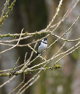 Variable seedeater