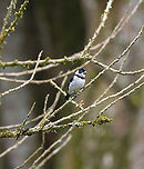 Variable seedeater - male, Alambi Reserve, Ecuador Distant observation of the male. Female nearby:<br />
https://www.jungledragon.com/image/126182/variable_seedeater_-_female_alambi_reserve_ecuador.html Alambi Reserve,Ecuador,Ecuador 2021,Fall,Geotagged,South America,Sporophila corvina,Variable seedeater,World
