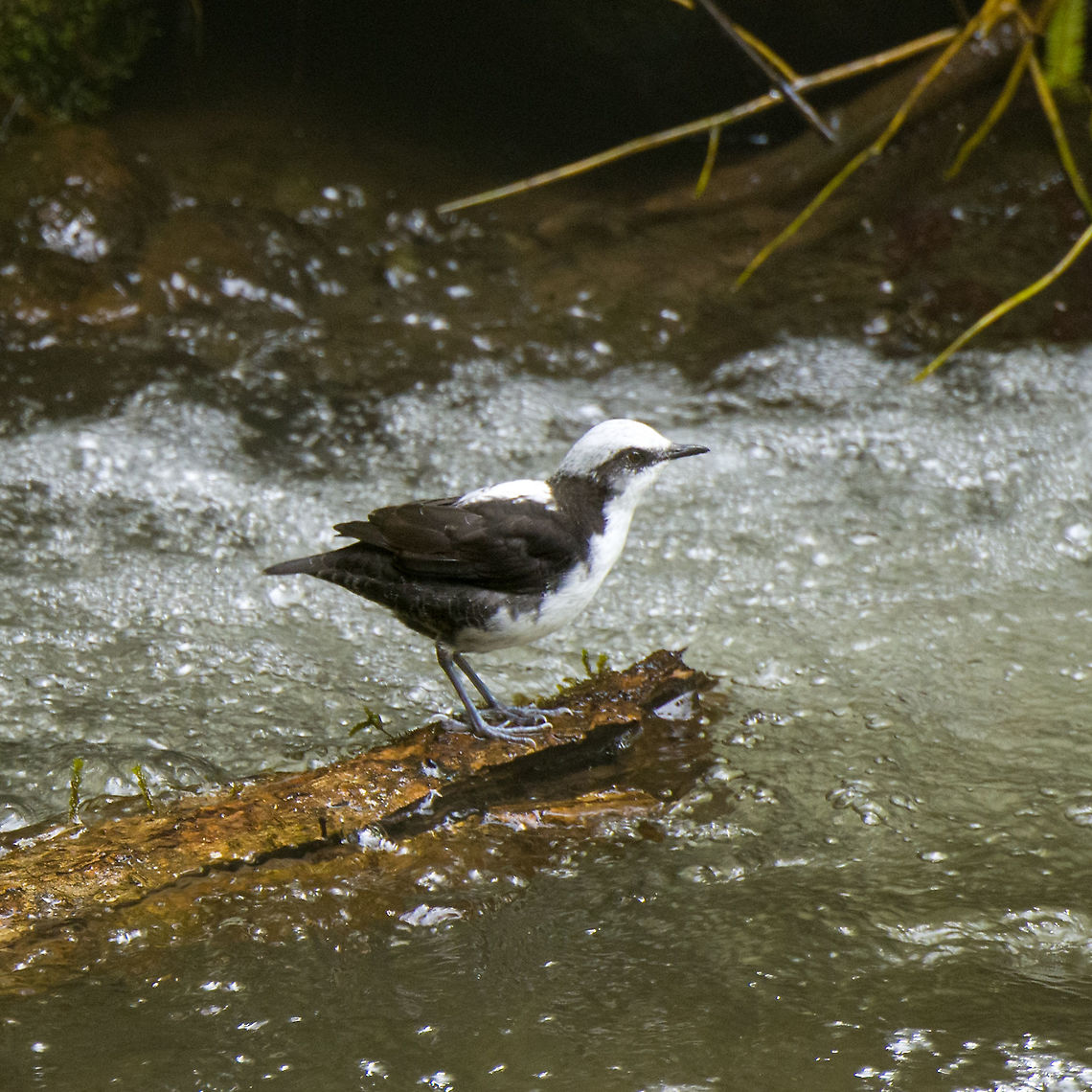 White-capped dipper on wood, Alambi Reserve, Ecuador This is the main wild (non-feeder) target bird of Alambi Reserve.<br />
<br />
Like all dippers, this is an aquatic passerine that has made fast running water their home. They live, nest and forage at the water edge. They are entertaining to watch as they focus on the chaotic water surface, like a bear picking up salmon.<br />
<figure class="photo"><a href="https://www.jungledragon.com/image/126186/white-capped_dipper_alambi_reserve_ecuador.html" title="White-capped dipper, Alambi Reserve, Ecuador"><img src="https://s3.amazonaws.com/media.jungledragon.com/images/2/126186_thumb.jpg?AWSAccessKeyId=05GMT0V3GWVNE7GGM1R2&Expires=1769040010&Signature=btxEQezTOur71tShD9ZDyfV3XDE%3D" width="200" height="134" alt="White-capped dipper, Alambi Reserve, Ecuador This is the main wild (non-feeder) target bird of Alambi Reserve.<br />
<br />
Like all dippers, this is an aquatic passerine that has made fast running water their home. They live, nest and forage at the water edge. They are entertaining to watch as they focus on the chaotic water surface, like a bear picking up salmon.<br />
https://www.jungledragon.com/image/126185/white-capped_dipper_on_wood_alambi_reserve_ecuador.html<br />
https://www.jungledragon.com/image/126187/white-capped_dipper_on_rock_alambi_reserve_ecuador.html<br />
https://www.jungledragon.com/image/126188/white-capped_dipper_focusing_alambi_reserve_ecuador.html<br />
https://www.jungledragon.com/image/126189/white-capped_dipper_habitat_alambi_reserve_ecuador.html Alambi Reserve,Cinclus leucocephalus,Ecuador,Ecuador 2021,Fall,Geotagged,South America,White-capped dipper,World" /></a></figure><br />
<figure class="photo"><a href="https://www.jungledragon.com/image/126187/white-capped_dipper_on_rock_alambi_reserve_ecuador.html" title="White-capped dipper on rock, Alambi Reserve, Ecuador"><img src="https://s3.amazonaws.com/media.jungledragon.com/images/2/126187_thumb.jpg?AWSAccessKeyId=05GMT0V3GWVNE7GGM1R2&Expires=1769040010&Signature=u9XtppyGBDfHB0kh%2FjevlAMk%2FUw%3D" width="200" height="134" alt="White-capped dipper on rock, Alambi Reserve, Ecuador This is the main wild (non-feeder) target bird of Alambi Reserve.<br />
<br />
Like all dippers, this is an aquatic passerine that has made fast running water their home. They live, nest and forage at the water edge. They are entertaining to watch as they focus on the chaotic water surface, like a bear picking up salmon.<br />
https://www.jungledragon.com/image/126186/white-capped_dipper_alambi_reserve_ecuador.html<br />
https://www.jungledragon.com/image/126185/white-capped_dipper_on_wood_alambi_reserve_ecuador.html<br />
https://www.jungledragon.com/image/126188/white-capped_dipper_focusing_alambi_reserve_ecuador.html<br />
https://www.jungledragon.com/image/126189/white-capped_dipper_habitat_alambi_reserve_ecuador.html Alambi Reserve,Cinclus leucocephalus,Ecuador,Ecuador 2021,Fall,Geotagged,South America,White-capped dipper,World" /></a></figure><br />
<figure class="photo"><a href="https://www.jungledragon.com/image/126188/white-capped_dipper_focusing_alambi_reserve_ecuador.html" title="White-capped dipper focusing, Alambi Reserve, Ecuador"><img src="https://s3.amazonaws.com/media.jungledragon.com/images/2/126188_thumb.jpg?AWSAccessKeyId=05GMT0V3GWVNE7GGM1R2&Expires=1769040010&Signature=9HagkT1PB%2BJ6aAPArH26cxTrNKQ%3D" width="200" height="134" alt="White-capped dipper focusing, Alambi Reserve, Ecuador This is the main wild (non-feeder) target bird of Alambi Reserve.<br />
<br />
Like all dippers, this is an aquatic passerine that has made fast running water their home. They live, nest and forage at the water edge. They are entertaining to watch as they focus on the chaotic water surface, like a bear picking up salmon.<br />
https://www.jungledragon.com/image/126186/white-capped_dipper_alambi_reserve_ecuador.html<br />
https://www.jungledragon.com/image/126185/white-capped_dipper_on_wood_alambi_reserve_ecuador.html<br />
https://www.jungledragon.com/image/126187/white-capped_dipper_on_rock_alambi_reserve_ecuador.html<br />
https://www.jungledragon.com/image/126189/white-capped_dipper_habitat_alambi_reserve_ecuador.html Alambi Reserve,Cinclus leucocephalus,Ecuador,Ecuador 2021,Fall,Geotagged,South America,White-capped dipper,World" /></a></figure><br />
<figure class="photo"><a href="https://www.jungledragon.com/image/126189/white-capped_dipper_habitat_alambi_reserve_ecuador.html" title="White-capped dipper habitat, Alambi Reserve, Ecuador"><img src="https://s3.amazonaws.com/media.jungledragon.com/images/2/126189_thumb.jpg?AWSAccessKeyId=05GMT0V3GWVNE7GGM1R2&Expires=1769040010&Signature=tz1O8mdpDMaBRQAc53gk57xTLXc%3D" width="200" height="186" alt="White-capped dipper habitat, Alambi Reserve, Ecuador This is the main wild (non-feeder) target bird of Alambi Reserve.<br />
<br />
Like all dippers, this is an aquatic passerine that has made fast running water their home. They live, nest and forage at the water edge. They are entertaining to watch as they focus on the chaotic water surface, like a bear picking up salmon.<br />
https://www.jungledragon.com/image/126186/white-capped_dipper_alambi_reserve_ecuador.html<br />
https://www.jungledragon.com/image/126185/white-capped_dipper_on_wood_alambi_reserve_ecuador.html<br />
https://www.jungledragon.com/image/126187/white-capped_dipper_on_rock_alambi_reserve_ecuador.html<br />
https://www.jungledragon.com/image/126188/white-capped_dipper_focusing_alambi_reserve_ecuador.html Alambi Reserve,Cinclus leucocephalus,Ecuador,Ecuador 2021,Fall,Geotagged,South America,White-capped dipper,World" /></a></figure> Alambi Reserve,Cinclus leucocephalus,Ecuador,Ecuador 2021,Fall,Geotagged,South America,White-capped dipper,World