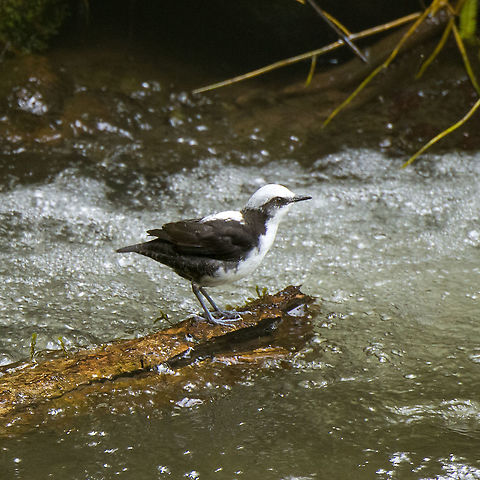 White-capped dipper on wood, Alambi Reserve, Ecuador This is the main wild (non-feeder) target bird of Alambi Reserve.

Like all dippers, this is an aquatic passerine that has made fast running water their home. They live, nest and forage at the water edge. They are entertaining to watch as they focus on the chaotic water surface, like a bear picking up salmon.
https://www.jungledragon.com/image/126186/white-capped_dipper_alambi_reserve_ecuador.html
https://www.jungledragon.com/image/126187/white-capped_dipper_on_rock_alambi_reserve_ecuador.html
https://www.jungledragon.com/image/126188/white-capped_dipper_focusing_alambi_reserve_ecuador.html
https://www.jungledragon.com/image/126189/white-capped_dipper_habitat_alambi_reserve_ecuador.html Alambi Reserve,Cinclus leucocephalus,Ecuador,Ecuador 2021,Fall,Geotagged,South America,White-capped dipper,World