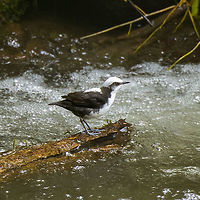 White-capped dipper on wood, Alambi Reserve, Ecuador This is the main wild (non-feeder) target bird of Alambi Reserve.<br />
<br />
Like all dippers, this is an aquatic passerine that has made fast running water their home. They live, nest and forage at the water edge. They are entertaining to watch as they focus on the chaotic water surface, like a bear picking up salmon.<br />
https://www.jungledragon.com/image/126186/white-capped_dipper_alambi_reserve_ecuador.html<br />
https://www.jungledragon.com/image/126187/white-capped_dipper_on_rock_alambi_reserve_ecuador.html<br />
https://www.jungledragon.com/image/126188/white-capped_dipper_focusing_alambi_reserve_ecuador.html<br />
https://www.jungledragon.com/image/126189/white-capped_dipper_habitat_alambi_reserve_ecuador.html Alambi Reserve,Cinclus leucocephalus,Ecuador,Ecuador 2021,Fall,Geotagged,South America,White-capped dipper,World