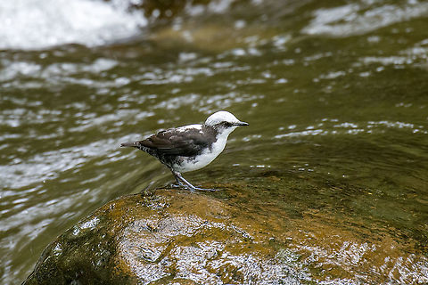 White-capped dipper, Alambi Reserve, Ecuador This is the main wild (non-feeder) target bird of Alambi Reserve.

Like all dippers, this is an aquatic passerine that has made fast running water their home. They live, nest and forage at the water edge. They are entertaining to watch as they focus on the chaotic water surface, like a bear picking up salmon.
https://www.jungledragon.com/image/126185/white-capped_dipper_on_wood_alambi_reserve_ecuador.html
https://www.jungledragon.com/image/126187/white-capped_dipper_on_rock_alambi_reserve_ecuador.html
https://www.jungledragon.com/image/126188/white-capped_dipper_focusing_alambi_reserve_ecuador.html
https://www.jungledragon.com/image/126189/white-capped_dipper_habitat_alambi_reserve_ecuador.html Alambi Reserve,Cinclus leucocephalus,Ecuador,Ecuador 2021,Fall,Geotagged,South America,White-capped dipper,World