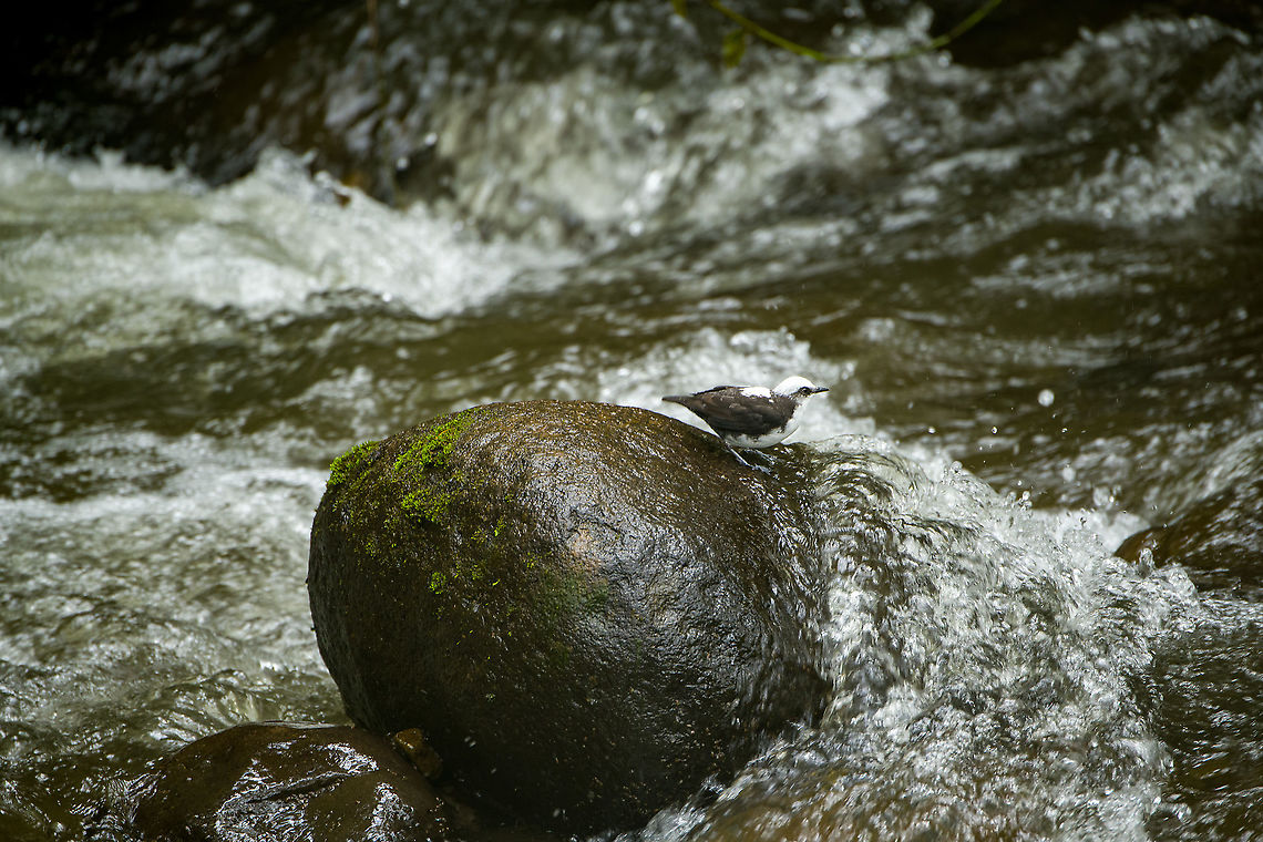 White-capped dipper on rock, Alambi Reserve, Ecuador This is the main wild (non-feeder) target bird of Alambi Reserve.<br />
<br />
Like all dippers, this is an aquatic passerine that has made fast running water their home. They live, nest and forage at the water edge. They are entertaining to watch as they focus on the chaotic water surface, like a bear picking up salmon.<br />
<figure class="photo"><a href="https://www.jungledragon.com/image/126186/white-capped_dipper_alambi_reserve_ecuador.html" title="White-capped dipper, Alambi Reserve, Ecuador"><img src="https://s3.amazonaws.com/media.jungledragon.com/images/2/126186_thumb.jpg?AWSAccessKeyId=05GMT0V3GWVNE7GGM1R2&Expires=1769040010&Signature=btxEQezTOur71tShD9ZDyfV3XDE%3D" width="200" height="134" alt="White-capped dipper, Alambi Reserve, Ecuador This is the main wild (non-feeder) target bird of Alambi Reserve.<br />
<br />
Like all dippers, this is an aquatic passerine that has made fast running water their home. They live, nest and forage at the water edge. They are entertaining to watch as they focus on the chaotic water surface, like a bear picking up salmon.<br />
https://www.jungledragon.com/image/126185/white-capped_dipper_on_wood_alambi_reserve_ecuador.html<br />
https://www.jungledragon.com/image/126187/white-capped_dipper_on_rock_alambi_reserve_ecuador.html<br />
https://www.jungledragon.com/image/126188/white-capped_dipper_focusing_alambi_reserve_ecuador.html<br />
https://www.jungledragon.com/image/126189/white-capped_dipper_habitat_alambi_reserve_ecuador.html Alambi Reserve,Cinclus leucocephalus,Ecuador,Ecuador 2021,Fall,Geotagged,South America,White-capped dipper,World" /></a></figure><br />
<figure class="photo"><a href="https://www.jungledragon.com/image/126185/white-capped_dipper_on_wood_alambi_reserve_ecuador.html" title="White-capped dipper on wood, Alambi Reserve, Ecuador"><img src="https://s3.amazonaws.com/media.jungledragon.com/images/2/126185_thumb.jpg?AWSAccessKeyId=05GMT0V3GWVNE7GGM1R2&Expires=1769040010&Signature=CNLJ%2FbS5aDMM80LN6pyJ4WIwc1c%3D" width="200" height="200" alt="White-capped dipper on wood, Alambi Reserve, Ecuador This is the main wild (non-feeder) target bird of Alambi Reserve.<br />
<br />
Like all dippers, this is an aquatic passerine that has made fast running water their home. They live, nest and forage at the water edge. They are entertaining to watch as they focus on the chaotic water surface, like a bear picking up salmon.<br />
https://www.jungledragon.com/image/126186/white-capped_dipper_alambi_reserve_ecuador.html<br />
https://www.jungledragon.com/image/126187/white-capped_dipper_on_rock_alambi_reserve_ecuador.html<br />
https://www.jungledragon.com/image/126188/white-capped_dipper_focusing_alambi_reserve_ecuador.html<br />
https://www.jungledragon.com/image/126189/white-capped_dipper_habitat_alambi_reserve_ecuador.html Alambi Reserve,Cinclus leucocephalus,Ecuador,Ecuador 2021,Fall,Geotagged,South America,White-capped dipper,World" /></a></figure><br />
<figure class="photo"><a href="https://www.jungledragon.com/image/126188/white-capped_dipper_focusing_alambi_reserve_ecuador.html" title="White-capped dipper focusing, Alambi Reserve, Ecuador"><img src="https://s3.amazonaws.com/media.jungledragon.com/images/2/126188_thumb.jpg?AWSAccessKeyId=05GMT0V3GWVNE7GGM1R2&Expires=1769040010&Signature=9HagkT1PB%2BJ6aAPArH26cxTrNKQ%3D" width="200" height="134" alt="White-capped dipper focusing, Alambi Reserve, Ecuador This is the main wild (non-feeder) target bird of Alambi Reserve.<br />
<br />
Like all dippers, this is an aquatic passerine that has made fast running water their home. They live, nest and forage at the water edge. They are entertaining to watch as they focus on the chaotic water surface, like a bear picking up salmon.<br />
https://www.jungledragon.com/image/126186/white-capped_dipper_alambi_reserve_ecuador.html<br />
https://www.jungledragon.com/image/126185/white-capped_dipper_on_wood_alambi_reserve_ecuador.html<br />
https://www.jungledragon.com/image/126187/white-capped_dipper_on_rock_alambi_reserve_ecuador.html<br />
https://www.jungledragon.com/image/126189/white-capped_dipper_habitat_alambi_reserve_ecuador.html Alambi Reserve,Cinclus leucocephalus,Ecuador,Ecuador 2021,Fall,Geotagged,South America,White-capped dipper,World" /></a></figure><br />
<figure class="photo"><a href="https://www.jungledragon.com/image/126189/white-capped_dipper_habitat_alambi_reserve_ecuador.html" title="White-capped dipper habitat, Alambi Reserve, Ecuador"><img src="https://s3.amazonaws.com/media.jungledragon.com/images/2/126189_thumb.jpg?AWSAccessKeyId=05GMT0V3GWVNE7GGM1R2&Expires=1769040010&Signature=tz1O8mdpDMaBRQAc53gk57xTLXc%3D" width="200" height="186" alt="White-capped dipper habitat, Alambi Reserve, Ecuador This is the main wild (non-feeder) target bird of Alambi Reserve.<br />
<br />
Like all dippers, this is an aquatic passerine that has made fast running water their home. They live, nest and forage at the water edge. They are entertaining to watch as they focus on the chaotic water surface, like a bear picking up salmon.<br />
https://www.jungledragon.com/image/126186/white-capped_dipper_alambi_reserve_ecuador.html<br />
https://www.jungledragon.com/image/126185/white-capped_dipper_on_wood_alambi_reserve_ecuador.html<br />
https://www.jungledragon.com/image/126187/white-capped_dipper_on_rock_alambi_reserve_ecuador.html<br />
https://www.jungledragon.com/image/126188/white-capped_dipper_focusing_alambi_reserve_ecuador.html Alambi Reserve,Cinclus leucocephalus,Ecuador,Ecuador 2021,Fall,Geotagged,South America,White-capped dipper,World" /></a></figure> Alambi Reserve,Cinclus leucocephalus,Ecuador,Ecuador 2021,Fall,Geotagged,South America,White-capped dipper,World