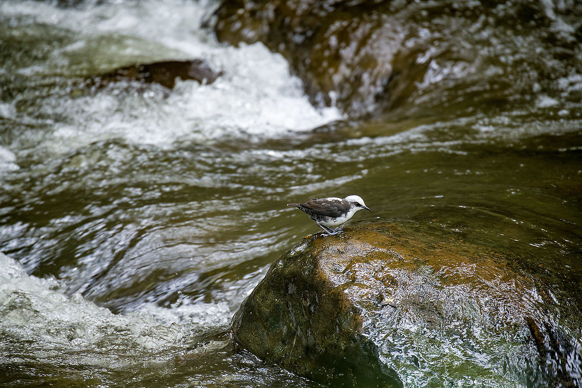 White-capped dipper focusing, Alambi Reserve, Ecuador This is the main wild (non-feeder) target bird of Alambi Reserve.<br />
<br />
Like all dippers, this is an aquatic passerine that has made fast running water their home. They live, nest and forage at the water edge. They are entertaining to watch as they focus on the chaotic water surface, like a bear picking up salmon.<br />
<figure class="photo"><a href="https://www.jungledragon.com/image/126186/white-capped_dipper_alambi_reserve_ecuador.html" title="White-capped dipper, Alambi Reserve, Ecuador"><img src="https://s3.amazonaws.com/media.jungledragon.com/images/2/126186_thumb.jpg?AWSAccessKeyId=05GMT0V3GWVNE7GGM1R2&Expires=1759968010&Signature=IBLbTKX5YzwaQX5LsosiU9JeCJ8%3D" width="200" height="134" alt="White-capped dipper, Alambi Reserve, Ecuador This is the main wild (non-feeder) target bird of Alambi Reserve.<br />
<br />
Like all dippers, this is an aquatic passerine that has made fast running water their home. They live, nest and forage at the water edge. They are entertaining to watch as they focus on the chaotic water surface, like a bear picking up salmon.<br />
https://www.jungledragon.com/image/126185/white-capped_dipper_on_wood_alambi_reserve_ecuador.html<br />
https://www.jungledragon.com/image/126187/white-capped_dipper_on_rock_alambi_reserve_ecuador.html<br />
https://www.jungledragon.com/image/126188/white-capped_dipper_focusing_alambi_reserve_ecuador.html<br />
https://www.jungledragon.com/image/126189/white-capped_dipper_habitat_alambi_reserve_ecuador.html Alambi Reserve,Cinclus leucocephalus,Ecuador,Ecuador 2021,Fall,Geotagged,South America,White-capped dipper,World" /></a></figure><br />
<figure class="photo"><a href="https://www.jungledragon.com/image/126185/white-capped_dipper_on_wood_alambi_reserve_ecuador.html" title="White-capped dipper on wood, Alambi Reserve, Ecuador"><img src="https://s3.amazonaws.com/media.jungledragon.com/images/2/126185_thumb.jpg?AWSAccessKeyId=05GMT0V3GWVNE7GGM1R2&Expires=1759968010&Signature=lkPT6prHob%2B1JOKTVADgkeeAJyk%3D" width="200" height="200" alt="White-capped dipper on wood, Alambi Reserve, Ecuador This is the main wild (non-feeder) target bird of Alambi Reserve.<br />
<br />
Like all dippers, this is an aquatic passerine that has made fast running water their home. They live, nest and forage at the water edge. They are entertaining to watch as they focus on the chaotic water surface, like a bear picking up salmon.<br />
https://www.jungledragon.com/image/126186/white-capped_dipper_alambi_reserve_ecuador.html<br />
https://www.jungledragon.com/image/126187/white-capped_dipper_on_rock_alambi_reserve_ecuador.html<br />
https://www.jungledragon.com/image/126188/white-capped_dipper_focusing_alambi_reserve_ecuador.html<br />
https://www.jungledragon.com/image/126189/white-capped_dipper_habitat_alambi_reserve_ecuador.html Alambi Reserve,Cinclus leucocephalus,Ecuador,Ecuador 2021,Fall,Geotagged,South America,White-capped dipper,World" /></a></figure><br />
<figure class="photo"><a href="https://www.jungledragon.com/image/126187/white-capped_dipper_on_rock_alambi_reserve_ecuador.html" title="White-capped dipper on rock, Alambi Reserve, Ecuador"><img src="https://s3.amazonaws.com/media.jungledragon.com/images/2/126187_thumb.jpg?AWSAccessKeyId=05GMT0V3GWVNE7GGM1R2&Expires=1759968010&Signature=%2F7%2BFvZ0qQ1DyvIIX0lTve9ks2aQ%3D" width="200" height="134" alt="White-capped dipper on rock, Alambi Reserve, Ecuador This is the main wild (non-feeder) target bird of Alambi Reserve.<br />
<br />
Like all dippers, this is an aquatic passerine that has made fast running water their home. They live, nest and forage at the water edge. They are entertaining to watch as they focus on the chaotic water surface, like a bear picking up salmon.<br />
https://www.jungledragon.com/image/126186/white-capped_dipper_alambi_reserve_ecuador.html<br />
https://www.jungledragon.com/image/126185/white-capped_dipper_on_wood_alambi_reserve_ecuador.html<br />
https://www.jungledragon.com/image/126188/white-capped_dipper_focusing_alambi_reserve_ecuador.html<br />
https://www.jungledragon.com/image/126189/white-capped_dipper_habitat_alambi_reserve_ecuador.html Alambi Reserve,Cinclus leucocephalus,Ecuador,Ecuador 2021,Fall,Geotagged,South America,White-capped dipper,World" /></a></figure><br />
<figure class="photo"><a href="https://www.jungledragon.com/image/126189/white-capped_dipper_habitat_alambi_reserve_ecuador.html" title="White-capped dipper habitat, Alambi Reserve, Ecuador"><img src="https://s3.amazonaws.com/media.jungledragon.com/images/2/126189_thumb.jpg?AWSAccessKeyId=05GMT0V3GWVNE7GGM1R2&Expires=1759968010&Signature=g1ssSrC4CN%2FAFs9pmaxIpM3h2AE%3D" width="200" height="186" alt="White-capped dipper habitat, Alambi Reserve, Ecuador This is the main wild (non-feeder) target bird of Alambi Reserve.<br />
<br />
Like all dippers, this is an aquatic passerine that has made fast running water their home. They live, nest and forage at the water edge. They are entertaining to watch as they focus on the chaotic water surface, like a bear picking up salmon.<br />
https://www.jungledragon.com/image/126186/white-capped_dipper_alambi_reserve_ecuador.html<br />
https://www.jungledragon.com/image/126185/white-capped_dipper_on_wood_alambi_reserve_ecuador.html<br />
https://www.jungledragon.com/image/126187/white-capped_dipper_on_rock_alambi_reserve_ecuador.html<br />
https://www.jungledragon.com/image/126188/white-capped_dipper_focusing_alambi_reserve_ecuador.html Alambi Reserve,Cinclus leucocephalus,Ecuador,Ecuador 2021,Fall,Geotagged,South America,White-capped dipper,World" /></a></figure> Alambi Reserve,Cinclus leucocephalus,Ecuador,Ecuador 2021,Fall,Geotagged,South America,White-capped dipper,World