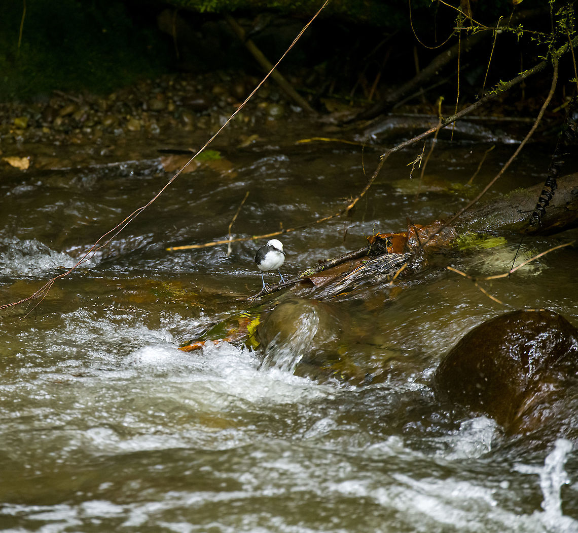 White-capped dipper habitat, Alambi Reserve, Ecuador This is the main wild (non-feeder) target bird of Alambi Reserve.<br />
<br />
Like all dippers, this is an aquatic passerine that has made fast running water their home. They live, nest and forage at the water edge. They are entertaining to watch as they focus on the chaotic water surface, like a bear picking up salmon.<br />
<figure class="photo"><a href="https://www.jungledragon.com/image/126186/white-capped_dipper_alambi_reserve_ecuador.html" title="White-capped dipper, Alambi Reserve, Ecuador"><img src="https://s3.amazonaws.com/media.jungledragon.com/images/2/126186_thumb.jpg?AWSAccessKeyId=05GMT0V3GWVNE7GGM1R2&Expires=1769040010&Signature=btxEQezTOur71tShD9ZDyfV3XDE%3D" width="200" height="134" alt="White-capped dipper, Alambi Reserve, Ecuador This is the main wild (non-feeder) target bird of Alambi Reserve.<br />
<br />
Like all dippers, this is an aquatic passerine that has made fast running water their home. They live, nest and forage at the water edge. They are entertaining to watch as they focus on the chaotic water surface, like a bear picking up salmon.<br />
https://www.jungledragon.com/image/126185/white-capped_dipper_on_wood_alambi_reserve_ecuador.html<br />
https://www.jungledragon.com/image/126187/white-capped_dipper_on_rock_alambi_reserve_ecuador.html<br />
https://www.jungledragon.com/image/126188/white-capped_dipper_focusing_alambi_reserve_ecuador.html<br />
https://www.jungledragon.com/image/126189/white-capped_dipper_habitat_alambi_reserve_ecuador.html Alambi Reserve,Cinclus leucocephalus,Ecuador,Ecuador 2021,Fall,Geotagged,South America,White-capped dipper,World" /></a></figure><br />
<figure class="photo"><a href="https://www.jungledragon.com/image/126185/white-capped_dipper_on_wood_alambi_reserve_ecuador.html" title="White-capped dipper on wood, Alambi Reserve, Ecuador"><img src="https://s3.amazonaws.com/media.jungledragon.com/images/2/126185_thumb.jpg?AWSAccessKeyId=05GMT0V3GWVNE7GGM1R2&Expires=1769040010&Signature=CNLJ%2FbS5aDMM80LN6pyJ4WIwc1c%3D" width="200" height="200" alt="White-capped dipper on wood, Alambi Reserve, Ecuador This is the main wild (non-feeder) target bird of Alambi Reserve.<br />
<br />
Like all dippers, this is an aquatic passerine that has made fast running water their home. They live, nest and forage at the water edge. They are entertaining to watch as they focus on the chaotic water surface, like a bear picking up salmon.<br />
https://www.jungledragon.com/image/126186/white-capped_dipper_alambi_reserve_ecuador.html<br />
https://www.jungledragon.com/image/126187/white-capped_dipper_on_rock_alambi_reserve_ecuador.html<br />
https://www.jungledragon.com/image/126188/white-capped_dipper_focusing_alambi_reserve_ecuador.html<br />
https://www.jungledragon.com/image/126189/white-capped_dipper_habitat_alambi_reserve_ecuador.html Alambi Reserve,Cinclus leucocephalus,Ecuador,Ecuador 2021,Fall,Geotagged,South America,White-capped dipper,World" /></a></figure><br />
<figure class="photo"><a href="https://www.jungledragon.com/image/126187/white-capped_dipper_on_rock_alambi_reserve_ecuador.html" title="White-capped dipper on rock, Alambi Reserve, Ecuador"><img src="https://s3.amazonaws.com/media.jungledragon.com/images/2/126187_thumb.jpg?AWSAccessKeyId=05GMT0V3GWVNE7GGM1R2&Expires=1769040010&Signature=u9XtppyGBDfHB0kh%2FjevlAMk%2FUw%3D" width="200" height="134" alt="White-capped dipper on rock, Alambi Reserve, Ecuador This is the main wild (non-feeder) target bird of Alambi Reserve.<br />
<br />
Like all dippers, this is an aquatic passerine that has made fast running water their home. They live, nest and forage at the water edge. They are entertaining to watch as they focus on the chaotic water surface, like a bear picking up salmon.<br />
https://www.jungledragon.com/image/126186/white-capped_dipper_alambi_reserve_ecuador.html<br />
https://www.jungledragon.com/image/126185/white-capped_dipper_on_wood_alambi_reserve_ecuador.html<br />
https://www.jungledragon.com/image/126188/white-capped_dipper_focusing_alambi_reserve_ecuador.html<br />
https://www.jungledragon.com/image/126189/white-capped_dipper_habitat_alambi_reserve_ecuador.html Alambi Reserve,Cinclus leucocephalus,Ecuador,Ecuador 2021,Fall,Geotagged,South America,White-capped dipper,World" /></a></figure><br />
<figure class="photo"><a href="https://www.jungledragon.com/image/126188/white-capped_dipper_focusing_alambi_reserve_ecuador.html" title="White-capped dipper focusing, Alambi Reserve, Ecuador"><img src="https://s3.amazonaws.com/media.jungledragon.com/images/2/126188_thumb.jpg?AWSAccessKeyId=05GMT0V3GWVNE7GGM1R2&Expires=1769040010&Signature=9HagkT1PB%2BJ6aAPArH26cxTrNKQ%3D" width="200" height="134" alt="White-capped dipper focusing, Alambi Reserve, Ecuador This is the main wild (non-feeder) target bird of Alambi Reserve.<br />
<br />
Like all dippers, this is an aquatic passerine that has made fast running water their home. They live, nest and forage at the water edge. They are entertaining to watch as they focus on the chaotic water surface, like a bear picking up salmon.<br />
https://www.jungledragon.com/image/126186/white-capped_dipper_alambi_reserve_ecuador.html<br />
https://www.jungledragon.com/image/126185/white-capped_dipper_on_wood_alambi_reserve_ecuador.html<br />
https://www.jungledragon.com/image/126187/white-capped_dipper_on_rock_alambi_reserve_ecuador.html<br />
https://www.jungledragon.com/image/126189/white-capped_dipper_habitat_alambi_reserve_ecuador.html Alambi Reserve,Cinclus leucocephalus,Ecuador,Ecuador 2021,Fall,Geotagged,South America,White-capped dipper,World" /></a></figure> Alambi Reserve,Cinclus leucocephalus,Ecuador,Ecuador 2021,Fall,Geotagged,South America,White-capped dipper,World