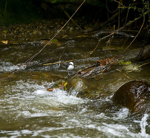 White-capped dipper habitat, Alambi Reserve, Ecuador This is the main wild (non-feeder) target bird of Alambi Reserve.

Like all dippers, this is an aquatic passerine that has made fast running water their home. They live, nest and forage at the water edge. They are entertaining to watch as they focus on the chaotic water surface, like a bear picking up salmon.
https://www.jungledragon.com/image/126186/white-capped_dipper_alambi_reserve_ecuador.html
https://www.jungledragon.com/image/126185/white-capped_dipper_on_wood_alambi_reserve_ecuador.html
https://www.jungledragon.com/image/126187/white-capped_dipper_on_rock_alambi_reserve_ecuador.html
https://www.jungledragon.com/image/126188/white-capped_dipper_focusing_alambi_reserve_ecuador.html Alambi Reserve,Cinclus leucocephalus,Ecuador,Ecuador 2021,Fall,Geotagged,South America,White-capped dipper,World