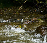 White-capped dipper habitat, Alambi Reserve, Ecuador This is the main wild (non-feeder) target bird of Alambi Reserve.<br />
<br />
Like all dippers, this is an aquatic passerine that has made fast running water their home. They live, nest and forage at the water edge. They are entertaining to watch as they focus on the chaotic water surface, like a bear picking up salmon.<br />
https://www.jungledragon.com/image/126186/white-capped_dipper_alambi_reserve_ecuador.html<br />
https://www.jungledragon.com/image/126185/white-capped_dipper_on_wood_alambi_reserve_ecuador.html<br />
https://www.jungledragon.com/image/126187/white-capped_dipper_on_rock_alambi_reserve_ecuador.html<br />
https://www.jungledragon.com/image/126188/white-capped_dipper_focusing_alambi_reserve_ecuador.html Alambi Reserve,Cinclus leucocephalus,Ecuador,Ecuador 2021,Fall,Geotagged,South America,White-capped dipper,World