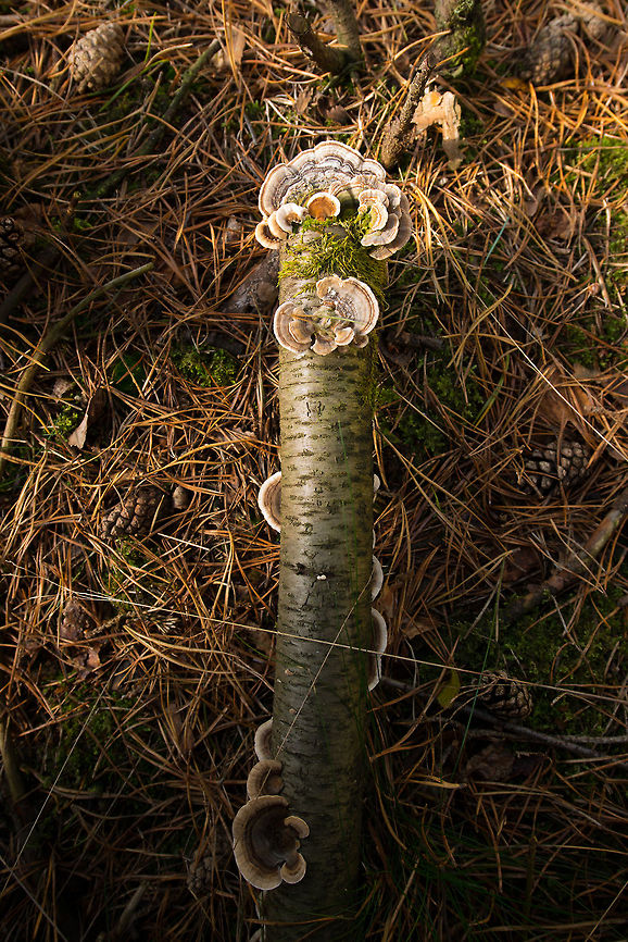 The stick of fungi Top view of a branch covered in Turkey tail. Heesch,Netherlands,Trametes versicolor,Turkey tail,Wide angle