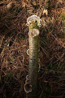 The stick of fungi Top view of a branch covered in Turkey tail. Heesch,Netherlands,Trametes versicolor,Turkey tail,Wide angle