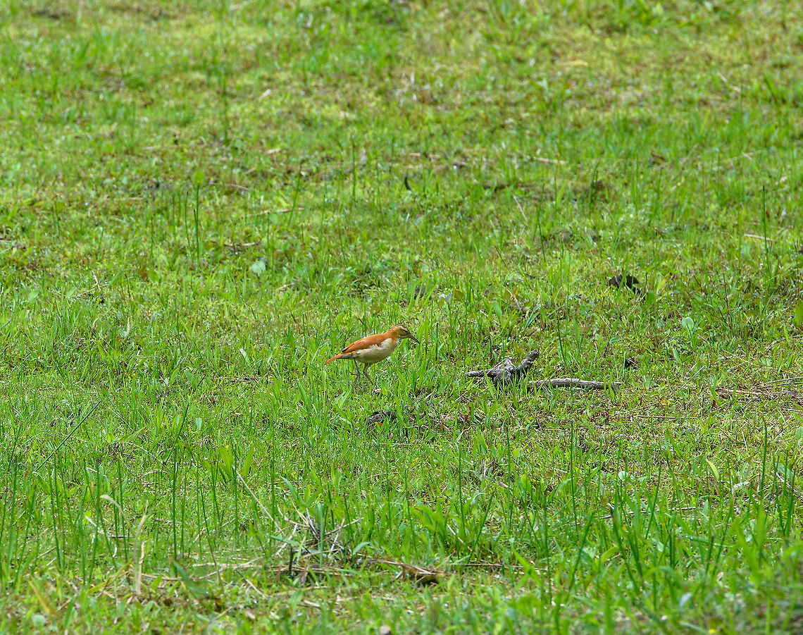 Pale-legged hornero / Pacific hornero, Alambi Reserve, Ecuador Very remote shot, better ones later on in the set. Alambi Reserve,Ecuador,Ecuador 2021,Fall,Furnarius leucopus,Geotagged,Pale-legged hornero,South America,World