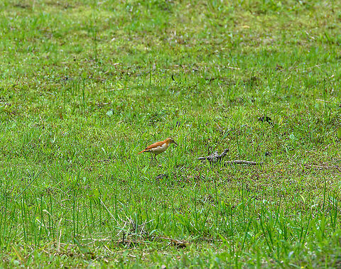 Pale-legged hornero / Pacific hornero, Alambi Reserve, Ecuador Very remote shot, better ones later on in the set. Alambi Reserve,Ecuador,Ecuador 2021,Fall,Furnarius leucopus,Geotagged,Pale-legged hornero,South America,World