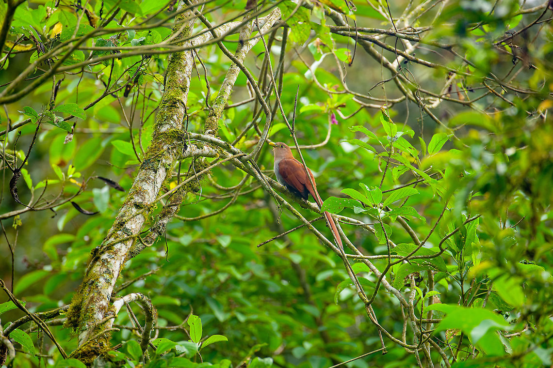 Squirrel cuckoo, Alambi Reserve, Ecuador This one concludes our brief visit to Alambi Reserve:<br />
<br />
<a href="https://www.jungledragon.com/tag/80299/alambi_reserve.html" title="Alambi Reserve" class="tag"><em>44</em>Alambi Reserve</a><br />
<br />
It was a stop en route to BellaVista Cloud Forest Reserve, which follows next. Alambi Reserve,Ecuador,Ecuador 2021,Fall,Geotagged,Piaya cayana,South America,Squirrel cuckoo,World