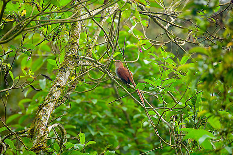 Squirrel cuckoo, Alambi Reserve, Ecuador This one concludes our brief visit to Alambi Reserve:

https://www.jungledragon.com/tag/80299/alambi_reserve.html

It was a stop en route to BellaVista Cloud Forest Reserve, which follows next. Alambi Reserve,Ecuador,Ecuador 2021,Fall,Geotagged,Piaya cayana,South America,Squirrel cuckoo,World
