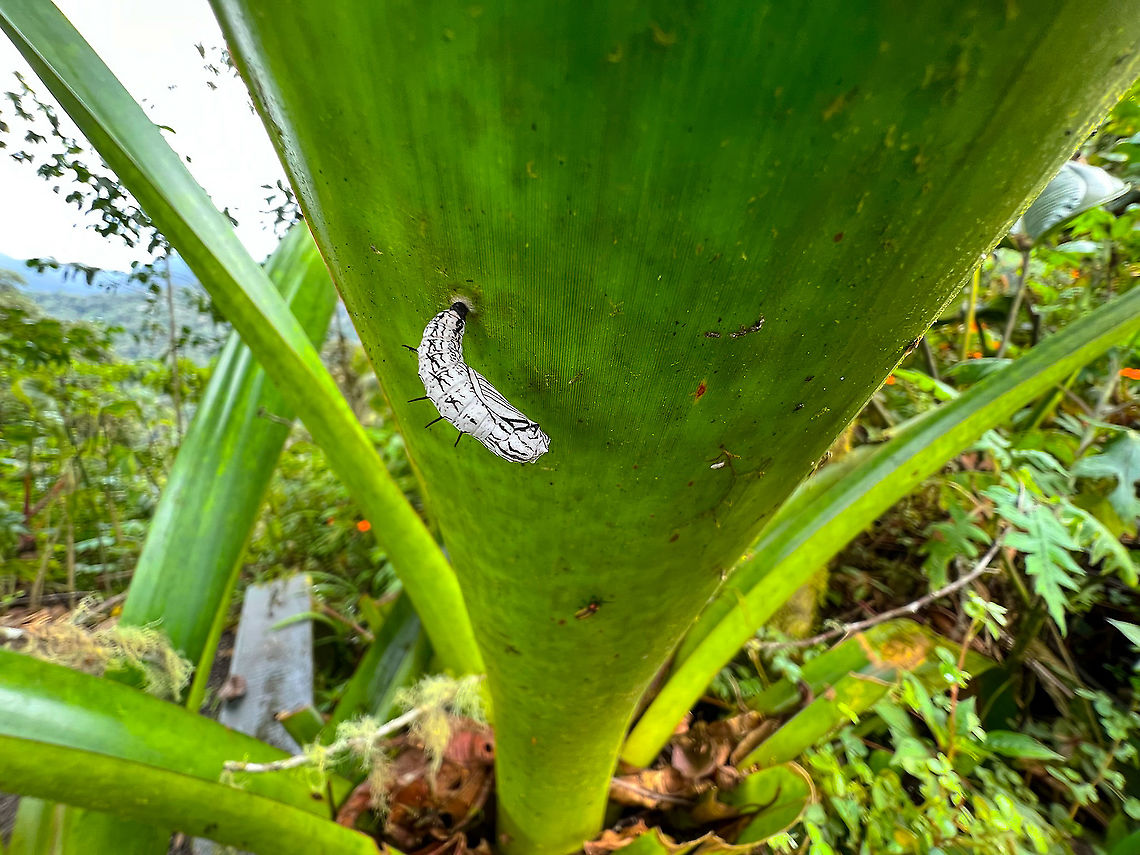 Actinote sp. pupa under leaf, Bellavista, Ecuador Smartphone snap of this black and white pupa(?) found attached to the underside of a leaf. Similar observation found during the night tour:<br />
<figure class="photo"><a href="https://www.jungledragon.com/image/126448/actinote_sp._pupa_bellavista_ecuador.html" title="Actinote sp. pupa, Bellavista, Ecuador"><img src="https://s3.amazonaws.com/media.jungledragon.com/images/2/126448_thumb.jpg?AWSAccessKeyId=05GMT0V3GWVNE7GGM1R2&Expires=1759968010&Signature=tVte9siPGyH7n1%2FDBeufF7dTiC4%3D" width="200" height="198" alt="Actinote sp. pupa, Bellavista, Ecuador Found during a night tour in Bellavista on the underside of a leaf. ID based on earlier input by Christine on this post:<br />
https://www.jungledragon.com/image/126193/actinote_sp._pupa_under_leaf_bellavista_ecuador.html<br />
Additional similar observation:<br />
https://www.flickr.com/photos/andreaskay/43705861275 Bellavista Cloud Forest,Ecuador,Ecuador 2021,Geotagged,South America,Spring,World" /></a></figure> Bellavista Cloud Forest,Ecuador,Ecuador 2021,Geotagged,South America,Spring,World
