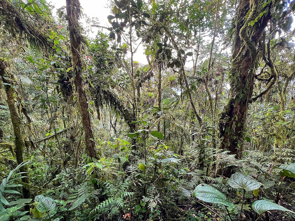 Cloud forest habitat, Bellavista, Ecuador A quick habitat impression, typical for cloud forests. Terrain is very uneven. As an example, some 5m into this scene is a steep cliff down, so navigating a forest like this without an official path is dangerous, as well as exhausting.<br />
<br />
Vegetation is very complex as every tree is covered in moss, epiphytes, ferns, orchids and other "parasitic" plants that rely on the moist air flow. Many trees crumble under the weight of all these parasites, hence the forest floor is covered in very thick debris, piles of branches and leaves.<br />
<br />
Temperatures can swing widely but direct sun light is rare, usually it's misty and fairly cool.<br />
<br />
Photography is very difficult. Due to the canopy it's very dark for a camera whilst there's bright white backlight in every direction. Bellavista Cloud Forest,Ecuador,Ecuador 2021,Geotagged,South America,Spring,World