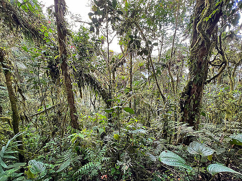 Cloud forest habitat, Bellavista, Ecuador A quick habitat impression, typical for cloud forests. Terrain is very uneven. As an example, some 5m into this scene is a steep cliff down, so navigating a forest like this without an official path is dangerous, as well as exhausting.
Vegetation is very complex as every tree is covered in moss, epiphytes, ferns, orchids and other "parasitic" plants that rely on the moist air flow. Many trees crumble under the weight of all these parasites, hence the forest floor is covered in very thick debris, piles of branches and leaves.
Temperatures can swing widely but direct sun light is rare, usually it's misty and fairly cool.
Photography is very difficult. Due to the canopy it's very dark for a camera whilst there's bright white backlight in every direction. Bellavista Cloud Forest,Ecuador,Ecuador 2021,Geotagged,South America,Spring,World