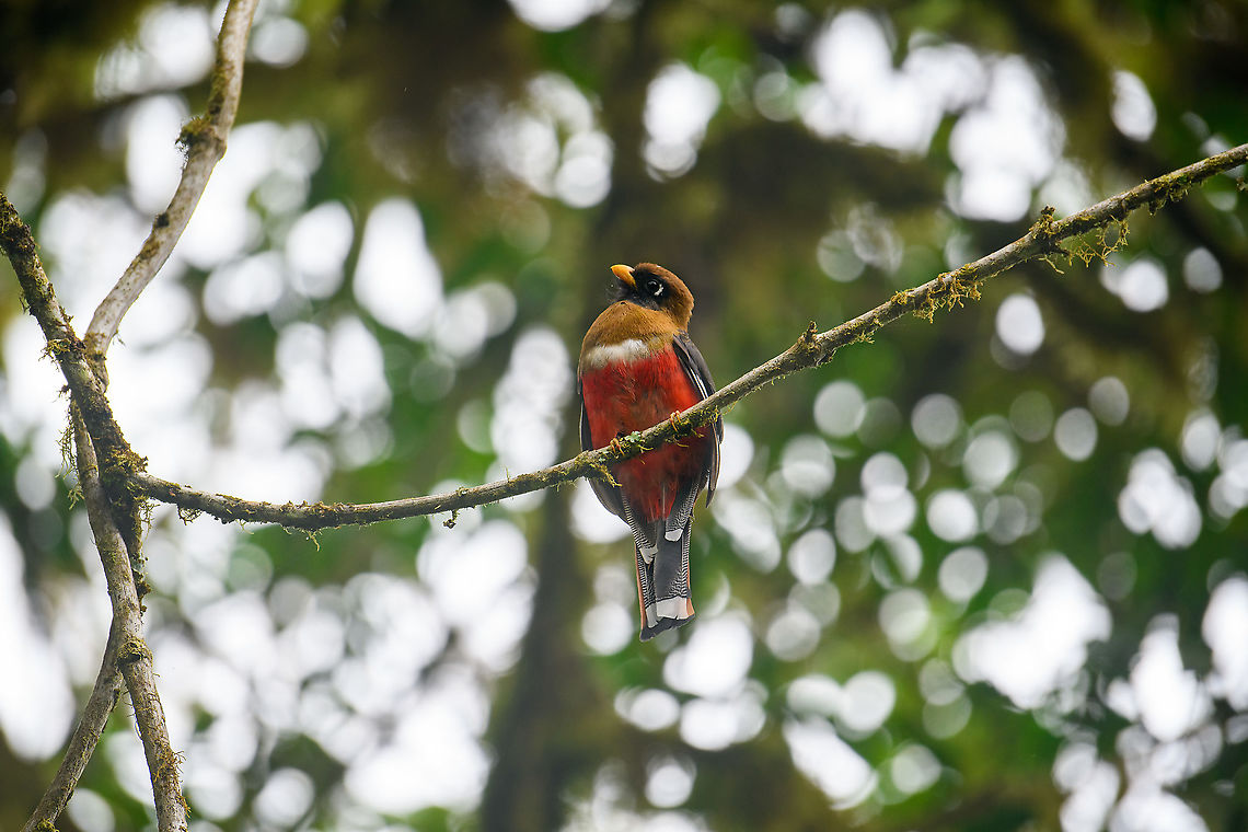 Masked trogon - female, Bellavista, Ecuador  Bellavista Cloud Forest,Ecuador,Ecuador 2021,Geotagged,Masked trogon,South America,Spring,Trogon personatus,World