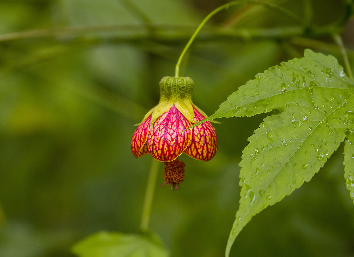 Redvein Abutilon / Chinese-lantern, Bellavista, Ecuador Found close to our lodge in Bellavista Cloud Forest Reserve, so it may have been planted. Abutilon pictum,Bellavista Cloud Forest,Ecuador,Ecuador 2021,Geotagged,Redvein Abutilon,South America,Spring,World