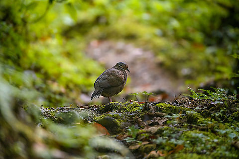 White-throated quail-dove, Bellavista, Ecuador It looks dull, but it's considered a high value target for birders. It's a shy ground dwelling bird that is hard to get into close range, it took us forever to sneak up to it. It can be found foraging in the early morning and late afternoon.
https://www.jungledragon.com/image/126198/white-throated_quail-dove_-_closeup_bellavista_ecuador.html
https://www.jungledragon.com/image/126199/white-throated_quail-dove_-_foraging_bellavista_ecuador.html Bellavista Cloud Forest,Ecuador,Ecuador 2021,Geotagged,South America,Spring,White-throated quail-dove,World,Zentrygon frenata