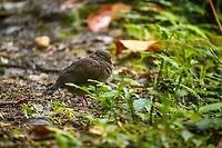 White-throated quail-dove - closeup, Bellavista, Ecuador It looks dull, but it's considered a high value target for birders. It's a shy ground dwelling bird that is hard to get into close range, it took us forever to sneak up to it. It can be found foraging in the early morning and late afternoon.<br />
https://www.jungledragon.com/image/126197/white-throated_quail-dove_bellavista_ecuador.html<br />
https://www.jungledragon.com/image/126199/white-throated_quail-dove_-_foraging_bellavista_ecuador.html Bellavista Cloud Forest,Ecuador,Ecuador 2021,Geotagged,South America,Spring,White-throated quail-dove,World,Zentrygon frenata