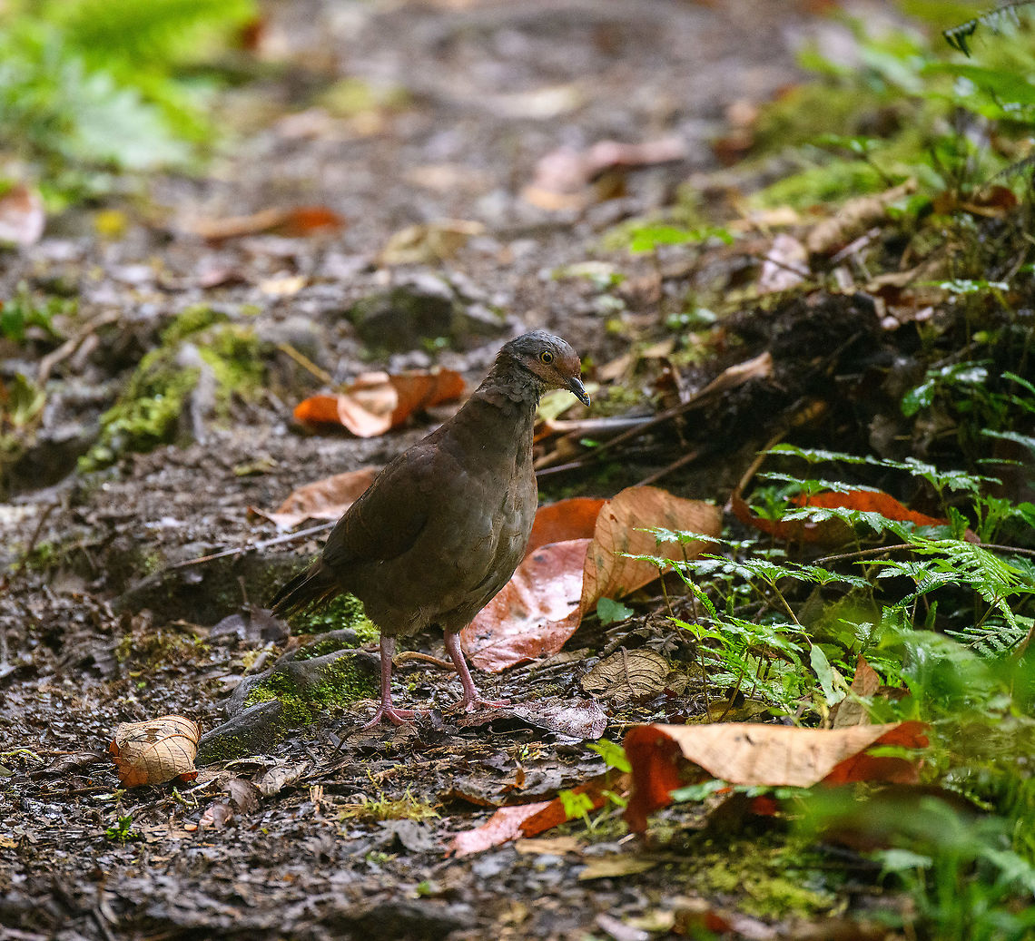 White-throated quail-dove - foraging, Bellavista, Ecuador It looks dull, but it's considered a high value target for birders. It's a shy ground dwelling bird that is hard to get into close range, it took us forever to sneak up to it. It can be found foraging in the early morning and late afternoon.<br />
<figure class="photo"><a href="https://www.jungledragon.com/image/126197/white-throated_quail-dove_bellavista_ecuador.html" title="White-throated quail-dove, Bellavista, Ecuador"><img src="https://s3.amazonaws.com/media.jungledragon.com/images/2/126197_thumb.jpg?AWSAccessKeyId=05GMT0V3GWVNE7GGM1R2&Expires=1770854410&Signature=GmZI9uZKMo8F%2Fp%2FJv3ftmZzbsVw%3D" width="200" height="134" alt="White-throated quail-dove, Bellavista, Ecuador It looks dull, but it's considered a high value target for birders. It's a shy ground dwelling bird that is hard to get into close range, it took us forever to sneak up to it. It can be found foraging in the early morning and late afternoon.<br />
https://www.jungledragon.com/image/126198/white-throated_quail-dove_-_closeup_bellavista_ecuador.html<br />
https://www.jungledragon.com/image/126199/white-throated_quail-dove_-_foraging_bellavista_ecuador.html Bellavista Cloud Forest,Ecuador,Ecuador 2021,Geotagged,South America,Spring,White-throated quail-dove,World,Zentrygon frenata" /></a></figure><br />
<figure class="photo"><a href="https://www.jungledragon.com/image/126198/white-throated_quail-dove_-_closeup_bellavista_ecuador.html" title="White-throated quail-dove - closeup, Bellavista, Ecuador"><img src="https://s3.amazonaws.com/media.jungledragon.com/images/2/126198_thumb.jpg?AWSAccessKeyId=05GMT0V3GWVNE7GGM1R2&Expires=1770854410&Signature=VkQvc26TOuAulmnvptxRMRTl2rg%3D" width="200" height="134" alt="White-throated quail-dove - closeup, Bellavista, Ecuador It looks dull, but it's considered a high value target for birders. It's a shy ground dwelling bird that is hard to get into close range, it took us forever to sneak up to it. It can be found foraging in the early morning and late afternoon.<br />
https://www.jungledragon.com/image/126197/white-throated_quail-dove_bellavista_ecuador.html<br />
https://www.jungledragon.com/image/126199/white-throated_quail-dove_-_foraging_bellavista_ecuador.html Bellavista Cloud Forest,Ecuador,Ecuador 2021,Geotagged,South America,Spring,White-throated quail-dove,World,Zentrygon frenata" /></a></figure> Bellavista Cloud Forest,Ecuador,Ecuador 2021,Geotagged,South America,Spring,White-throated quail-dove,World,Zentrygon frenata