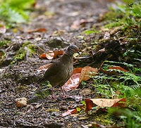 White-throated quail-dove - foraging, Bellavista, Ecuador It looks dull, but it's considered a high value target for birders. It's a shy ground dwelling bird that is hard to get into close range, it took us forever to sneak up to it. It can be found foraging in the early morning and late afternoon.<br />
https://www.jungledragon.com/image/126197/white-throated_quail-dove_bellavista_ecuador.html<br />
https://www.jungledragon.com/image/126198/white-throated_quail-dove_-_closeup_bellavista_ecuador.html Bellavista Cloud Forest,Ecuador,Ecuador 2021,Geotagged,South America,Spring,White-throated quail-dove,World,Zentrygon frenata